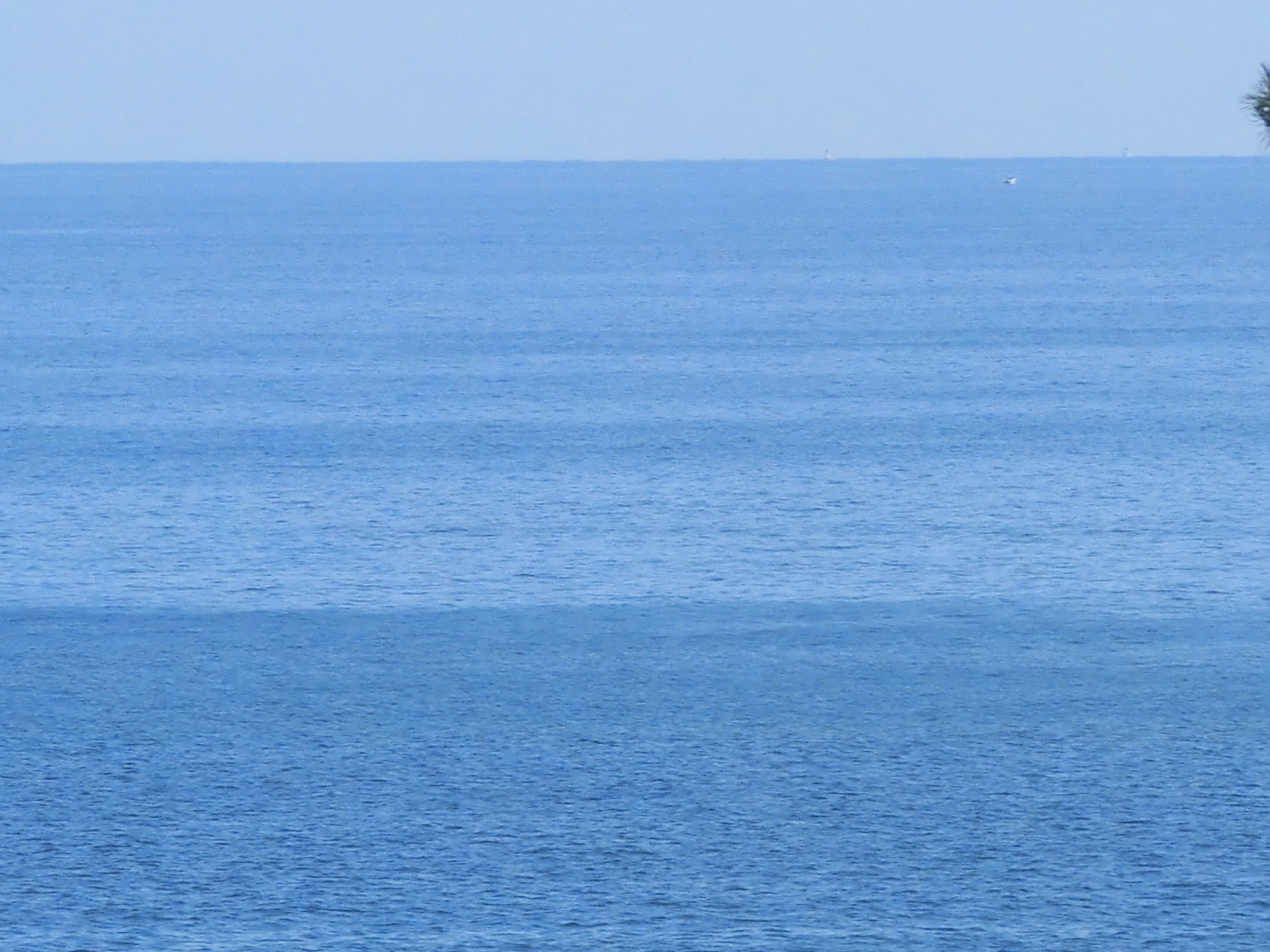 �J�t�F�A���ocaffe-alba