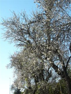 Siracusa　アーモンド,桜の満開のようなアーモンドの花(桜かも?)