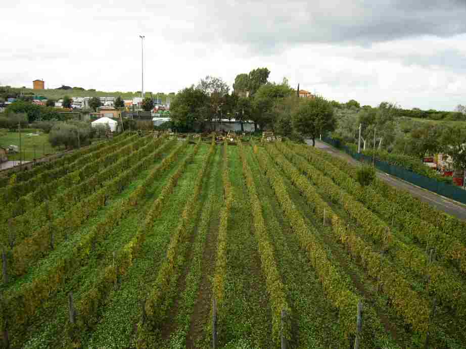 イタリア,フラスカティのブドウ畑
